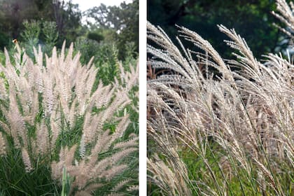 Pennisetum orientale 'Kare Rose' y Miscanthus sinensis