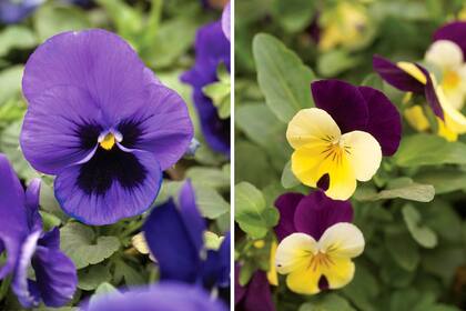 Pensamientos. De la familia de las Violáceas, es una especie de origen europeo que da flores, por lo general, tricolores.