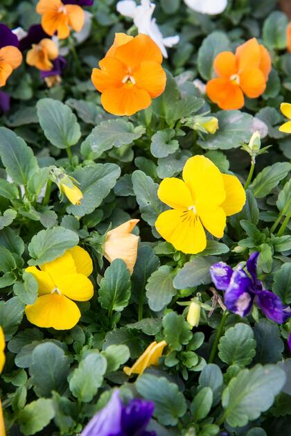 Pensamientos y violas florecen sin parar incluso con las primeras heladas