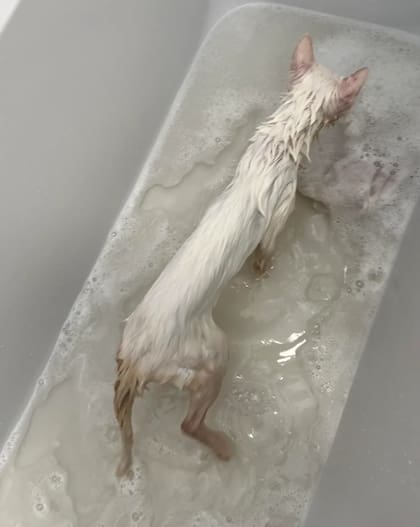 "Pensamos que podría ser un hurón por lo delgado y largo que era", dijo Yasmin.