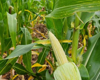 Pensando en aumentar la superficie de maíz de segunda, se puede afirmar que las últimas campañas los rendimientos de maíz fueron en promedio 2,6 veces los de soja de segunda