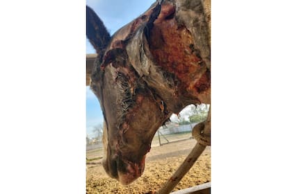 Pensaron que lo habían querido descuartizar