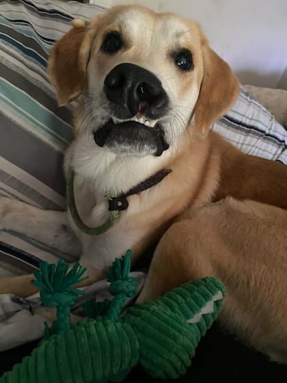 Pensaron que podría tener algún problema en la nariz, pero resultó ser una vieja lesión que ahora le daba un aspecto único.