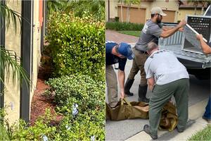 Pensaron que un gato dormía en su jardín, pero se encontraron con una especie en peligro de extinción