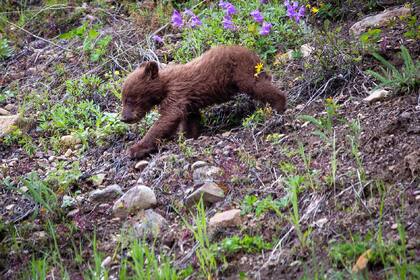Pensilvania es uno de los estados con mayor presencia de osos (Imagen ilustrativa)