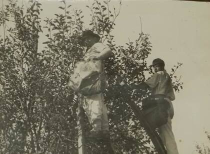 Peones cosechando manzanas en La California Argentina