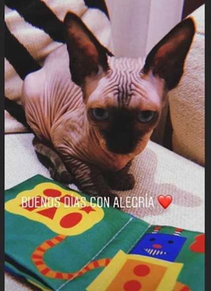 Pepe, el gato de Cristiano Ronaldo y Georgina Rodríguez. Crédito: Instagram