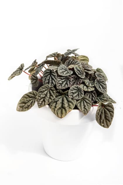 Peperomia Caperata: una excelente opción para sumar diseño con bajo esfuerzo