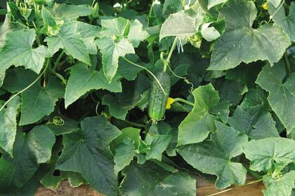 Pepinos. La planta en maceta se puede hacer trepar sobre un cerco y que su hábito sea colgante, en vez de armarle tutores con cañas. Es a la vez útil y decorativo. Si el fruto se apoya sobre el suelo, puede llegar a pudrirse. Se cosechan cuando alcanzan el tamaño de una banana.