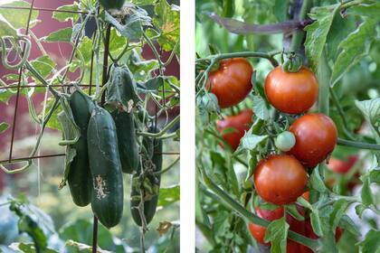 Pepinos y tomates cherry: una alternativa colorida para sumar al balcón y armar una pared colgante y comestible