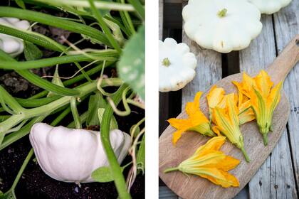Pequeña calabaza blanca tipo ovni (foto izquierda). Las flores masculinas pueden sumarse a las ensaladas o comerse rebozadas (foto derecha).