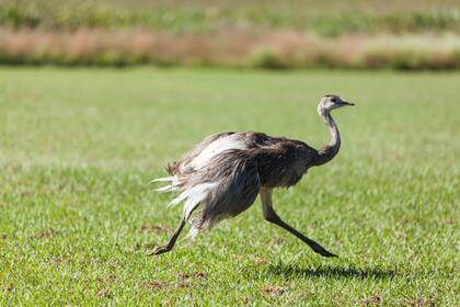Pequeño ñandú.