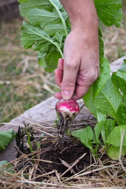 Pequeño, crocante y lleno de carácter: el rabanito, la joya escondida bajo tierra