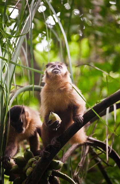 Pequeño mono prego en Boca da Onça.