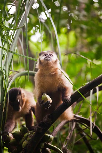 Pequeño mono prego en Boca da Onça.