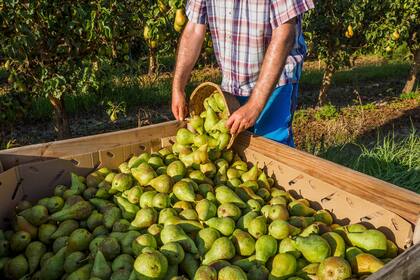 Aproximadamente 25.000 trabajadores golondrinas se desplazan hacia el Alto Valle para la recolección de peras y manzanas