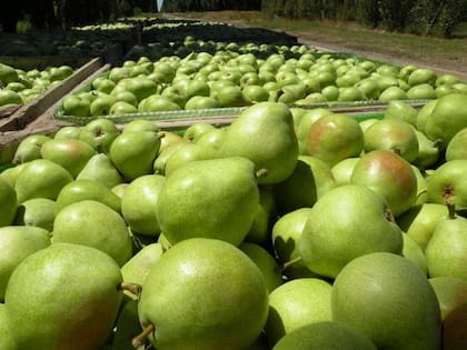 Peras recién cosechadas