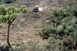 Deforestación: pese a que tuvo el nivel más bajo en 2016, sigue siendo alta