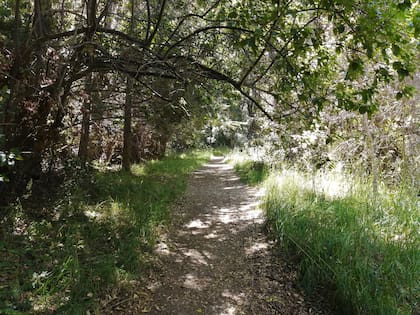 Perdidas entre pinos, coihues, arrayanes y cipreses, se esconden las ruinas de uno de los proyectos más ambiciosos de la historia
