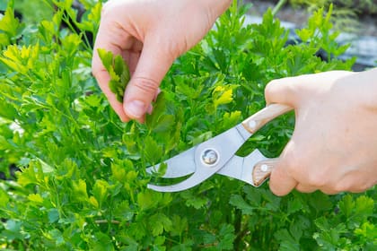 Perejil fresco de la huerta, la base de un delicioso chimichurri