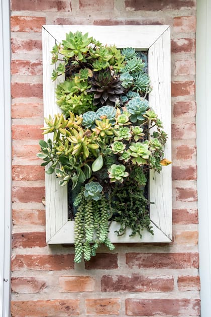 "Perfectas para espacios pequeños, las suculentas en jardines verticales requieren poco riego