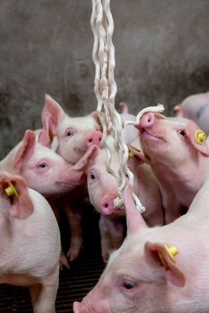 Permanecieron cuatro meses en el frigorífico porcino