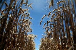 Permitirían vender un cupo de trigo de la nueva cosecha