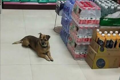 Las quejas llegaron a los directivos de la institución que enviaron a los empleados de seguridad para retirar al animal