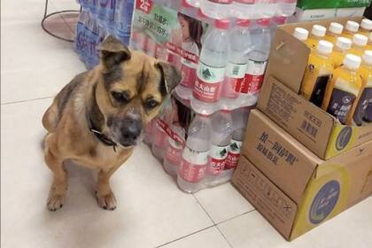 Una mujer que dirige el supermercado del hospital trató de llevar al animal lejos del lugar pero volvía todos los días