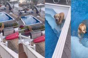 Perrito viral escapa de la ola de calor de una manera particular (Foto: Twitter @showmundialshow)