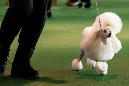 Un caniche demuestra su destreza durante la competencia