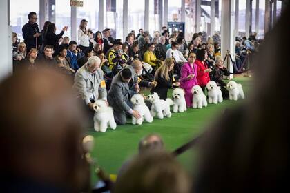 La exposición canina de Westminster ha llevado a cientos de perros al Madison Square Garden, en Manhattan