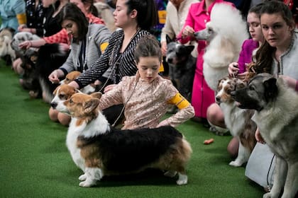  Los participantes esperan para ser juzgados en el Westminster Kennel Club Dog Show en Nueva York