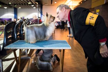 Mark Benson saluda a su sedoso Silky Terrier