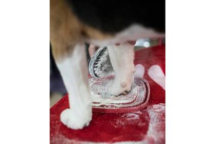 Chester, un Beagle y ganador anterior de la raza, tiene sus uñas en polvo de maicena antes de su exposición