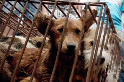 En China, el Ministerio de Agricultura determinó que los perros no serán más considerados ganado