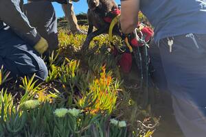 Perro agradece efusivamente tras ser rescatado por bomberos de un acantilado en San Francisco