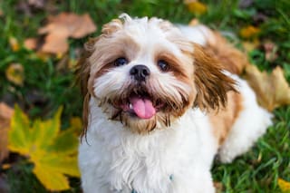 Razas de perros tranquilas para el hogar: ¿cuáles elegir si tenés hijos recién nacidos?