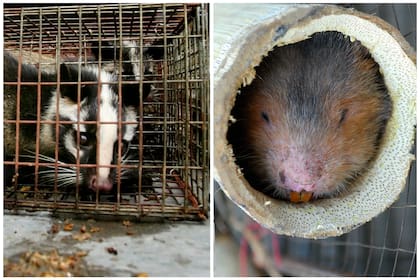 Perro mapache o rata de bambú, la especie que intermedió entre el murciélago y el humano es un enigma