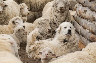 La autorización para cazar fauna autóctona divide a la Patagonia