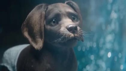 Perro y gata, la película de 2024 que está en la selección de Netflix (Foto: Netflix)