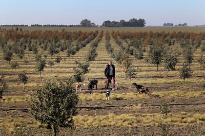 En estos días, y hasta septiembre, se realiza la "cacería" de trufas en el mayor campo trufero del país, en Espartillar, en la Provincia de Buenos Aires