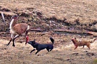 El imparable fenómeno que tiene en jaque a una provincia