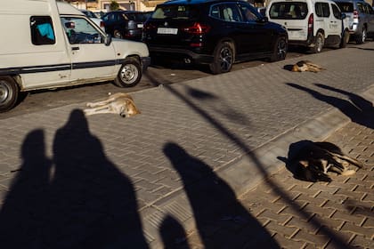 Perros callejeros en el suelo en la ciudad vieja, en Fez