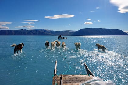 Perros de trineo vadeando el agua estancada sobre el hielo marin, durante una expedición en el noroeste de Groenlandia