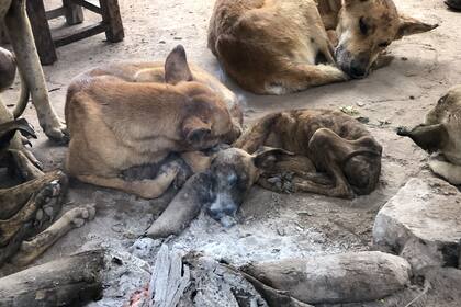 Perros desnutridos agolpados alrededor del fuego, una imagen que se repite en todos los hogares