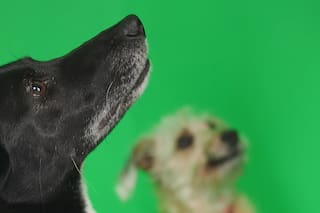 Salud bucal en perros: por qué es vital prestar atención a la boca