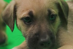 El duelo como respuesta ante la pérdida de un compañero animal