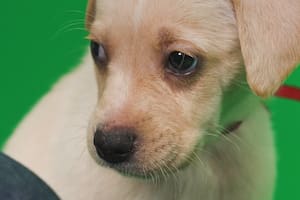 Perros: el miedo a la pirotecnia y cómo apaciguar sus efectos durante las fiestas