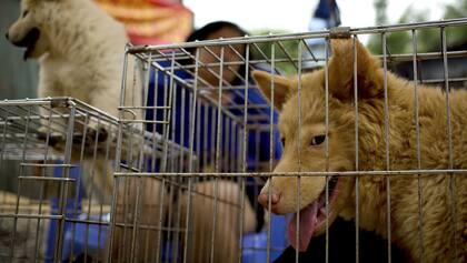 Perros enjaulados a la espera del sacrificio